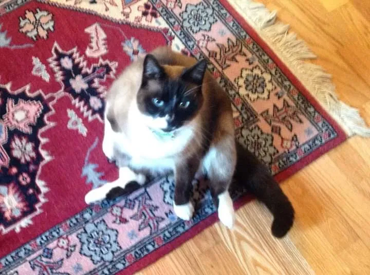 Lost cat in Tucker, GA, 30084