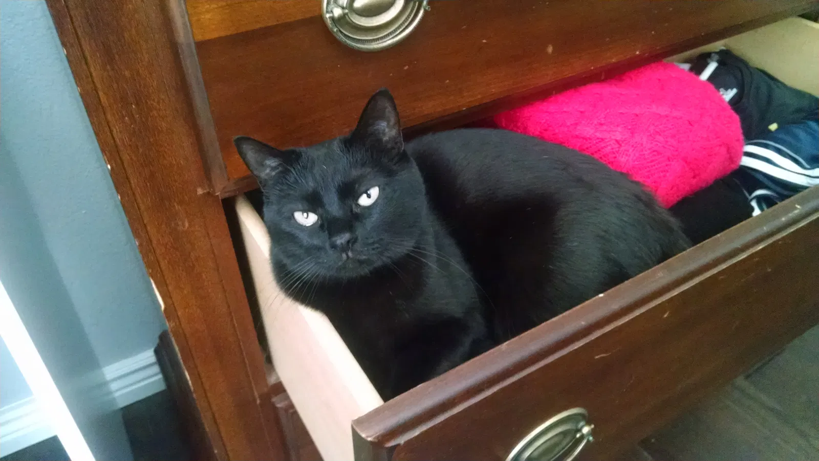 Lost cat in Littleton, CO, 80130