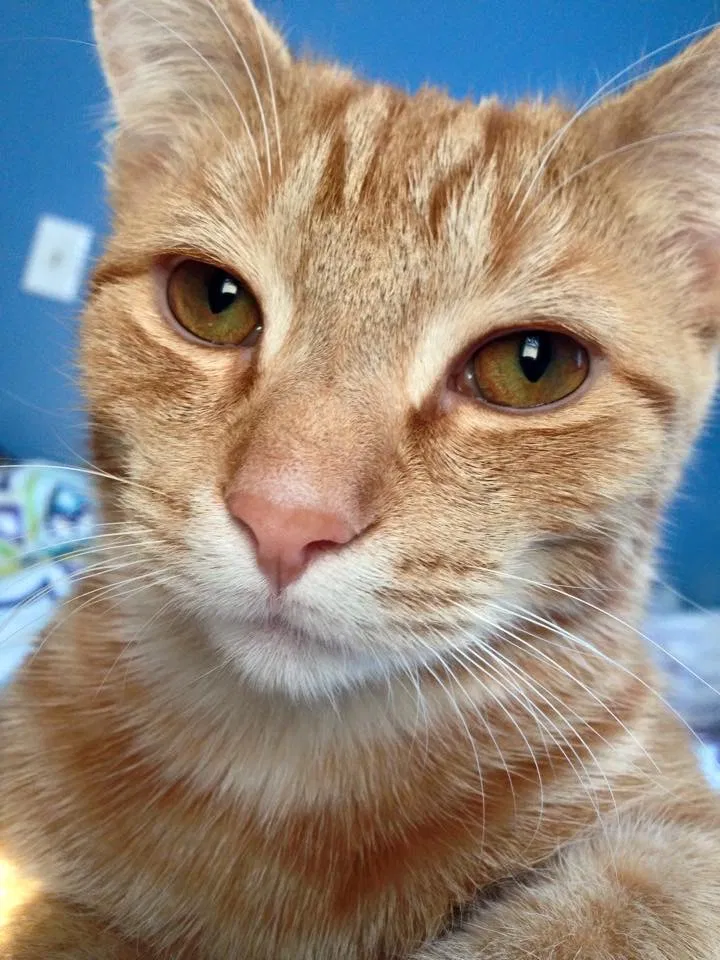 Lost cat in Westerville, OH, 43081