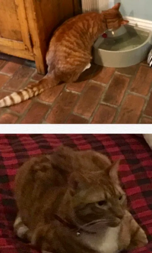 Lost cat in Harrison, NJ, 7029