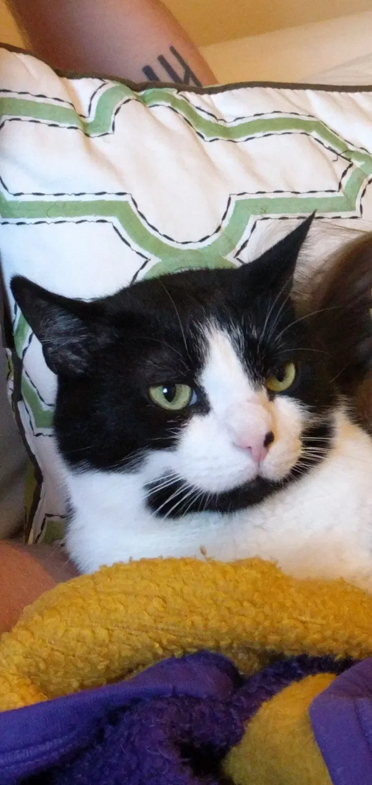Lost cat in Westerville, OH, 43081