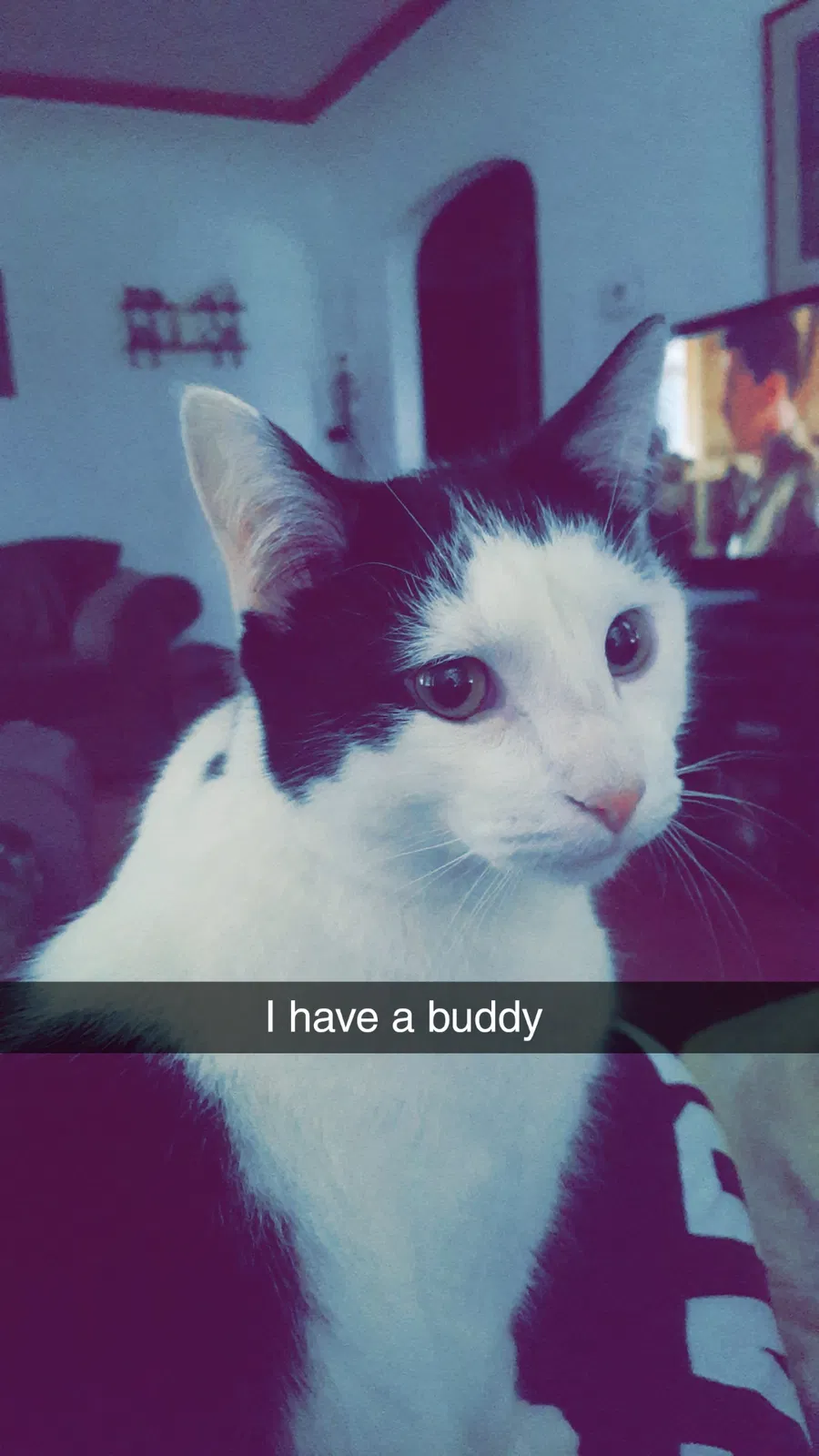 Lost cat in Phoenix, AZ, 85022