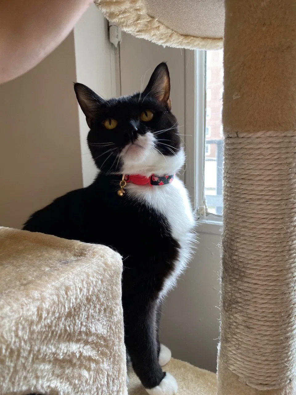Lost cat in Woodside, NY, 11377