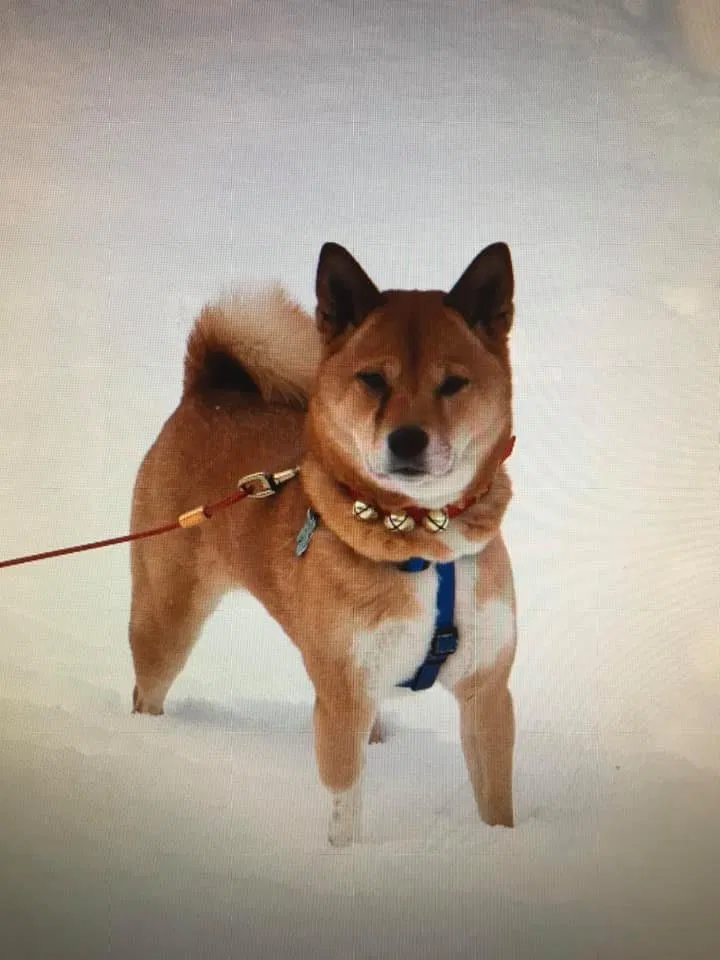 Lost dog in Janesville, WI, 53545