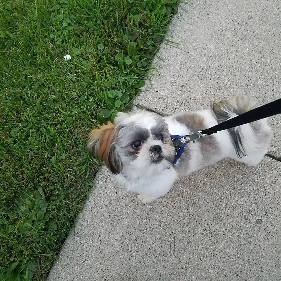 Lost dog in Detroit, MI, 48224