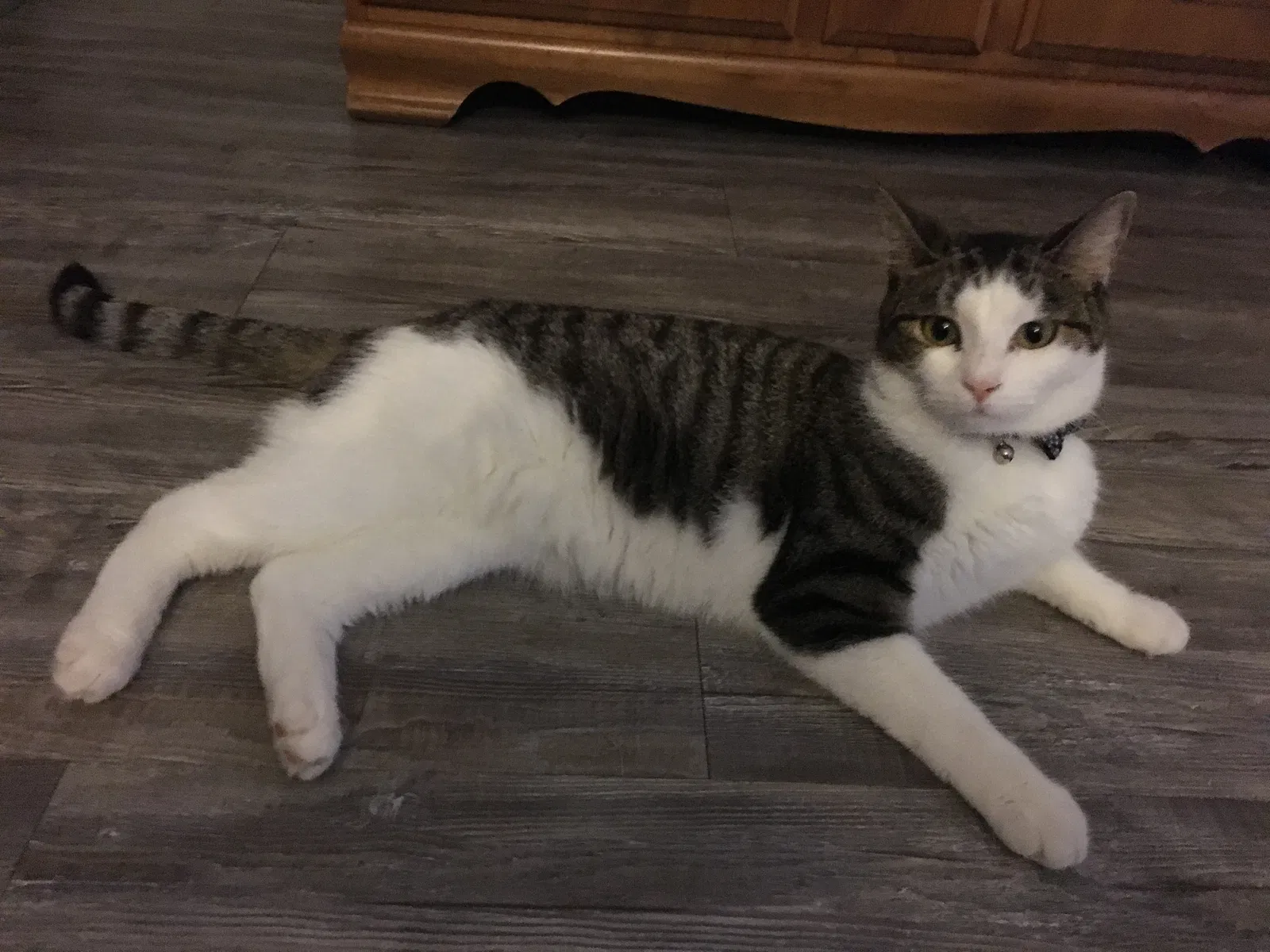 Lost cat in Mesa, AZ, 85201