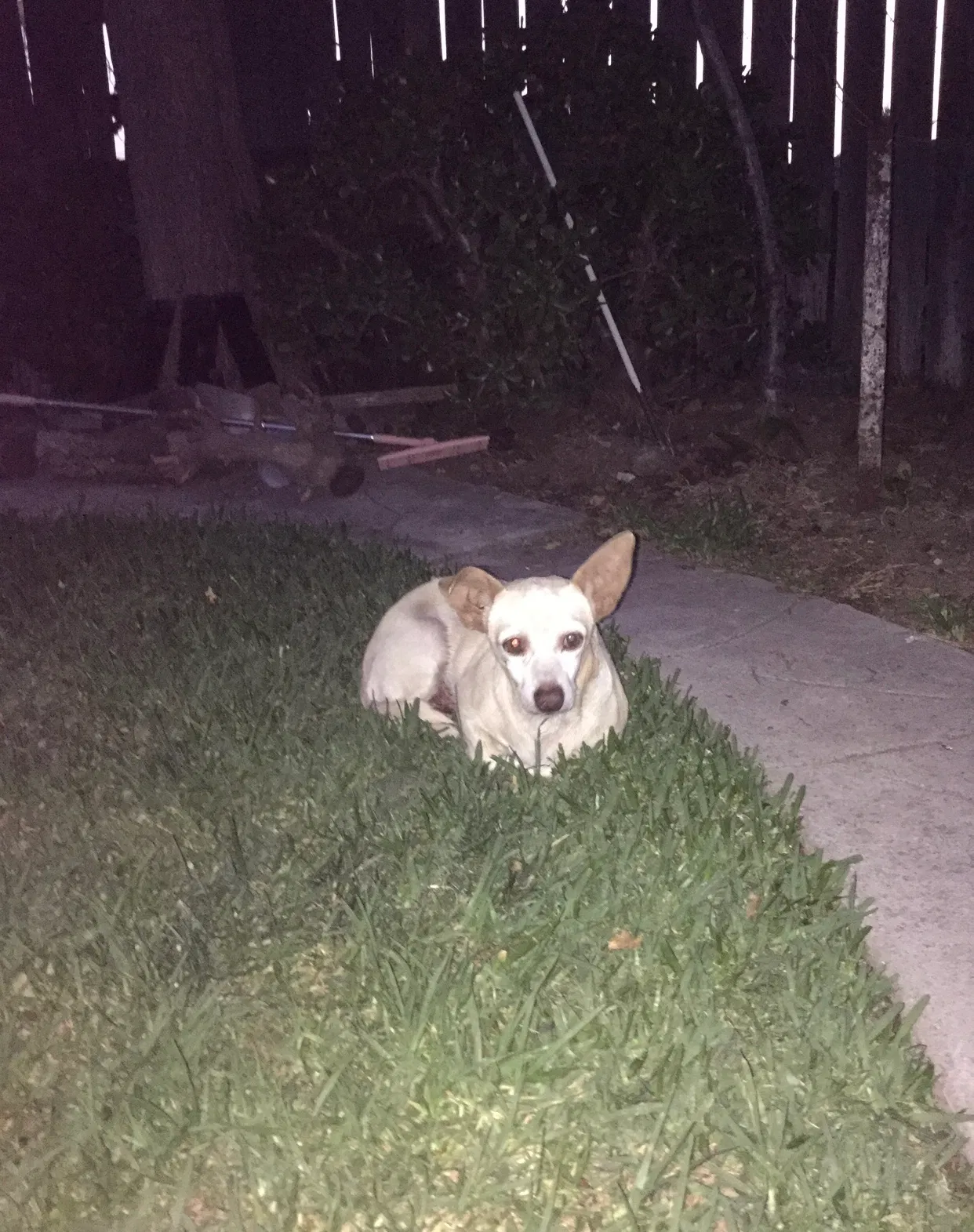 Lost dog in Fontana, CA, 92335