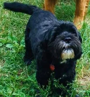 Lost dog in Pembine, WI, 54156