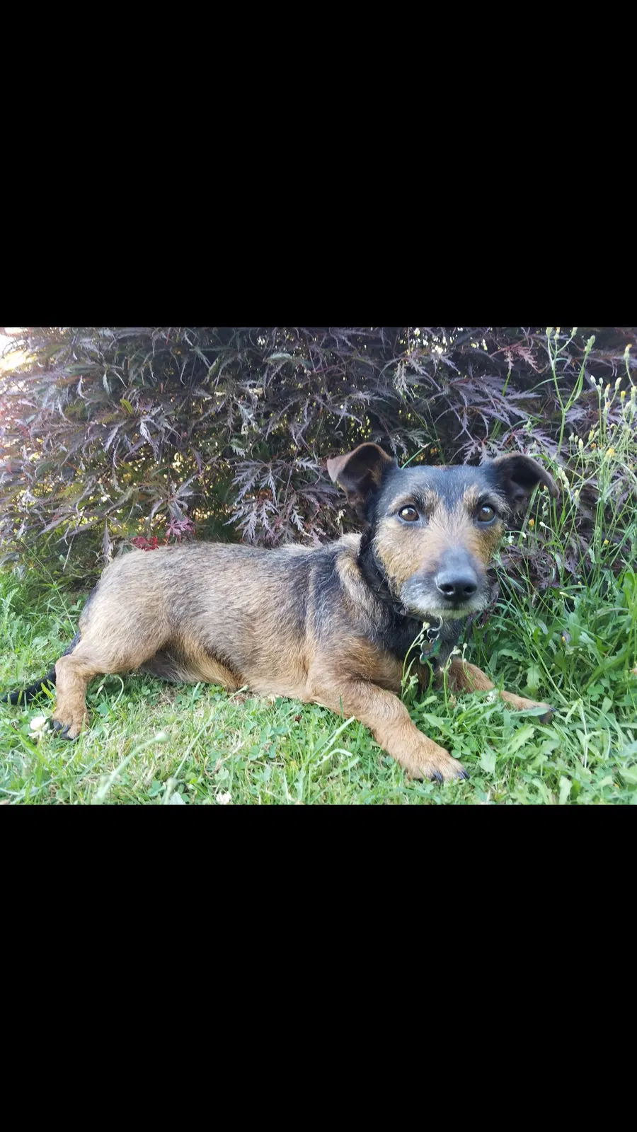 Lost dog in Snohomish, WA, 98290