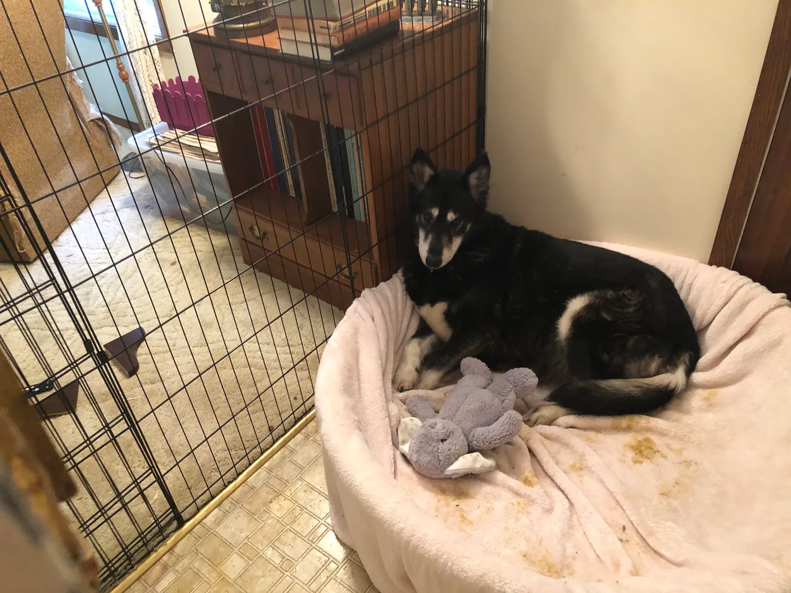 Lost dog in Genoa City, WI, 53128
