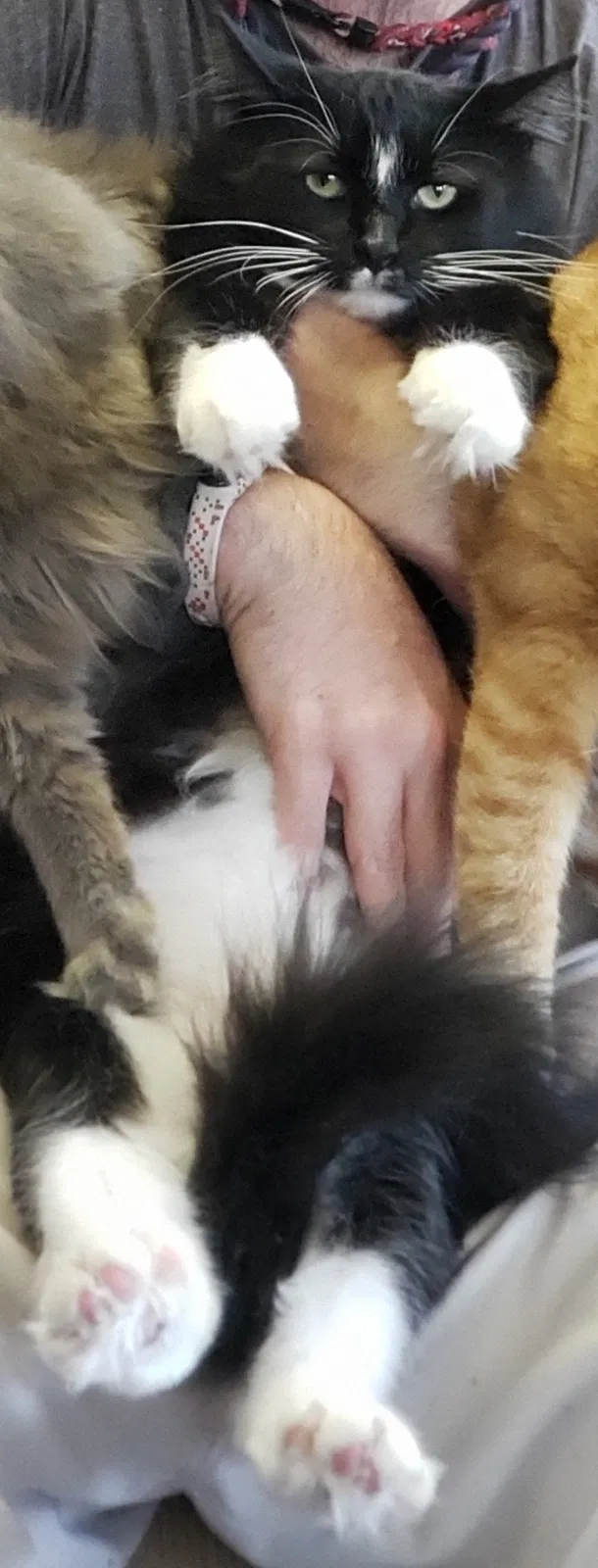 Lost cat in Appleton, WI, 54911