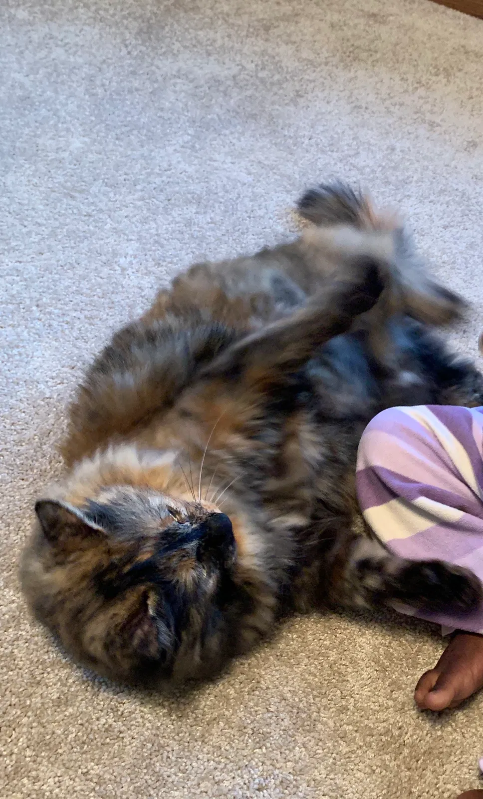 Lost cat in Muskego, WI, 53150