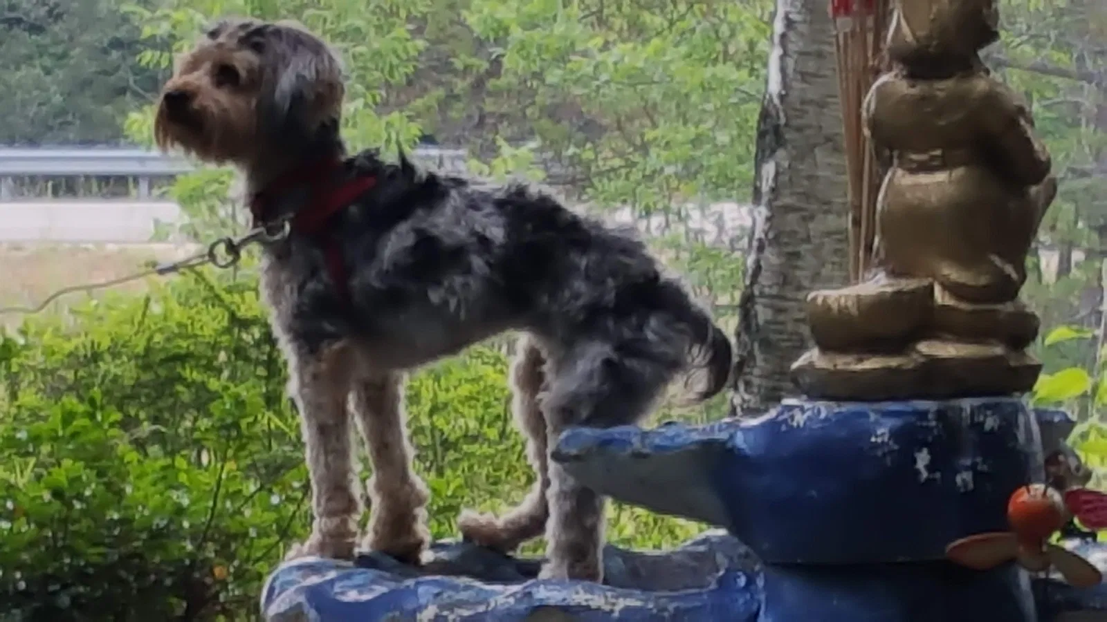 Lost dog in Wixom, MI, 48393
