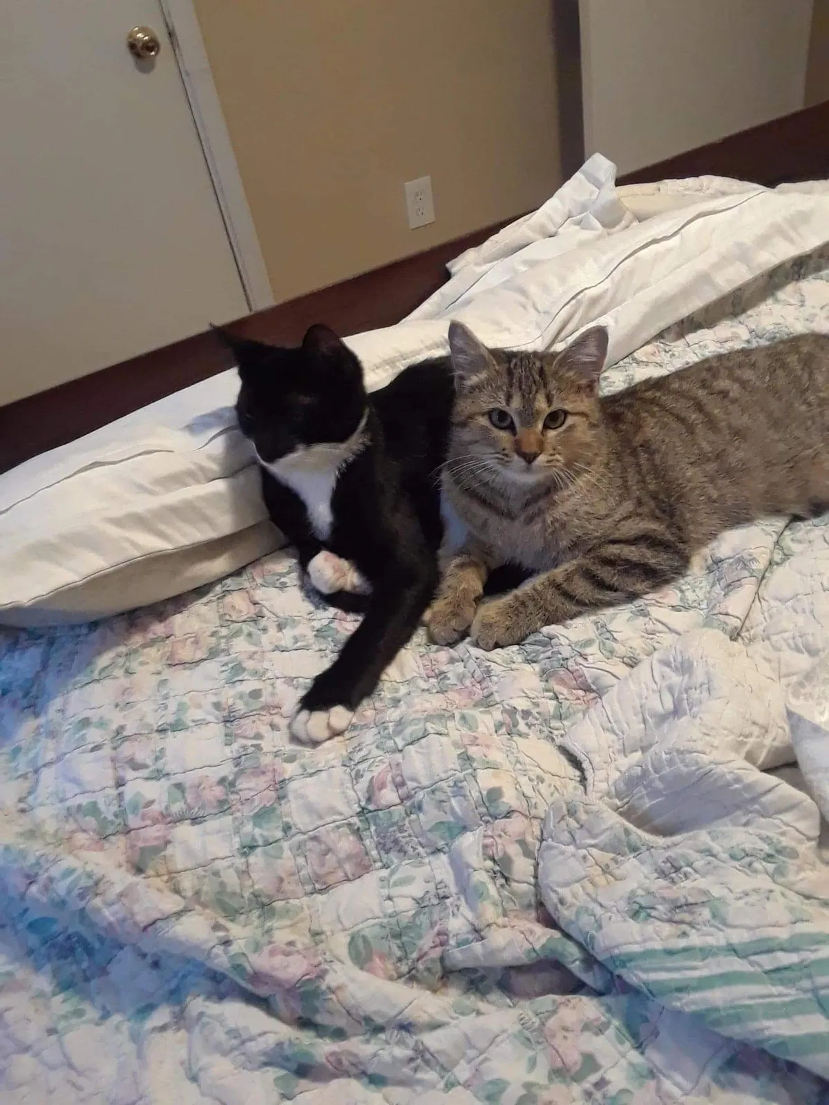 Lost cat in Baytown, TX, 77523