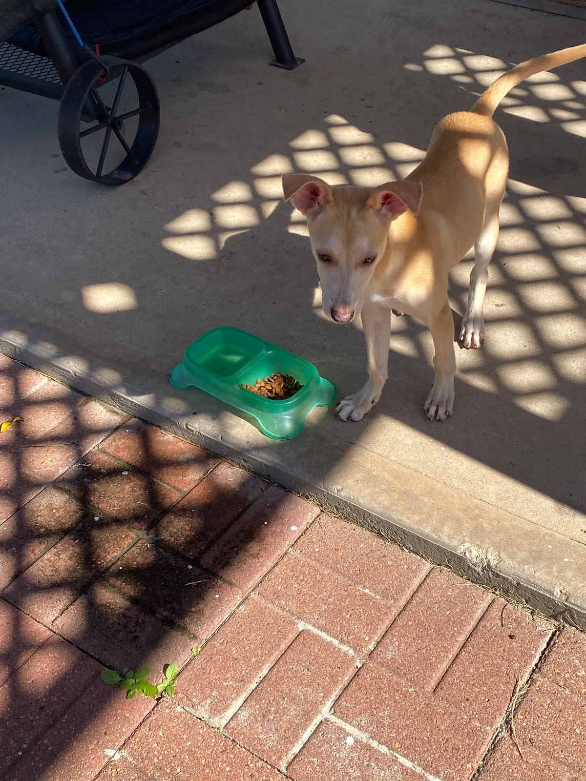 Lost dog in Cypress, TX, 77433