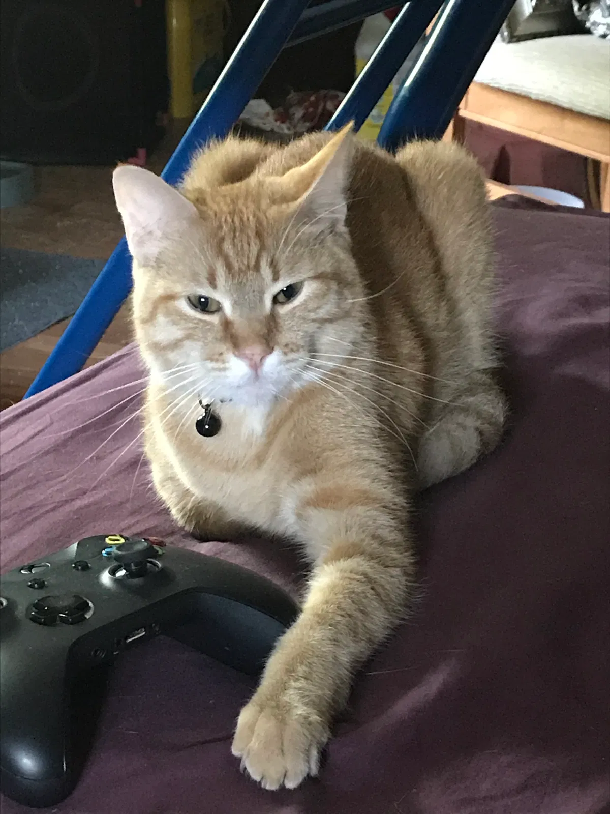 Lost cat in Cassville, WI, 53806
