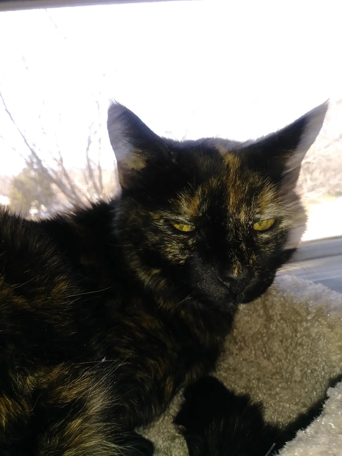 Lost cat in Columbus, OH, 43207