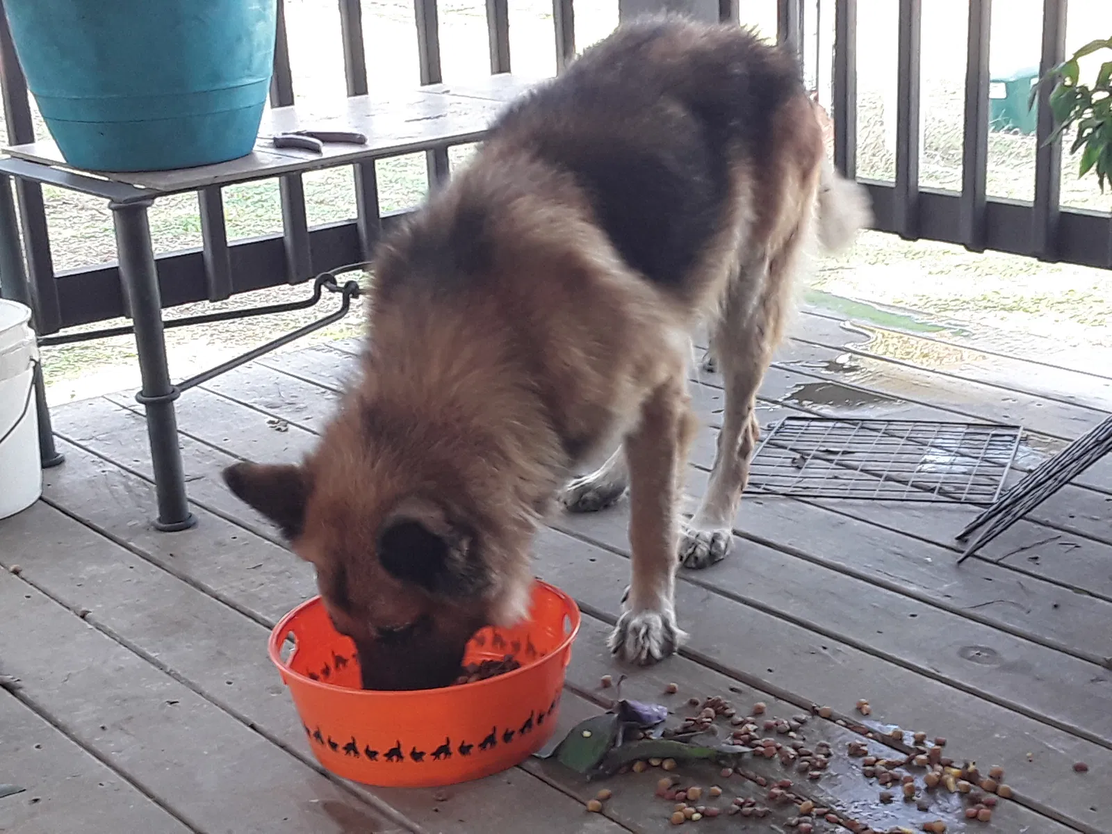 Found dog in Pollok, TX, 75969