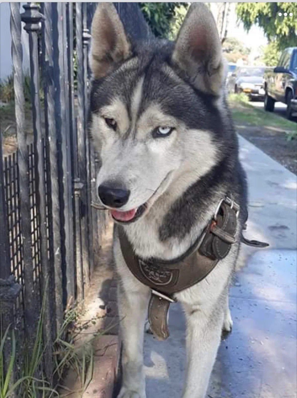 Lost dog in South Gate, CA, 90280