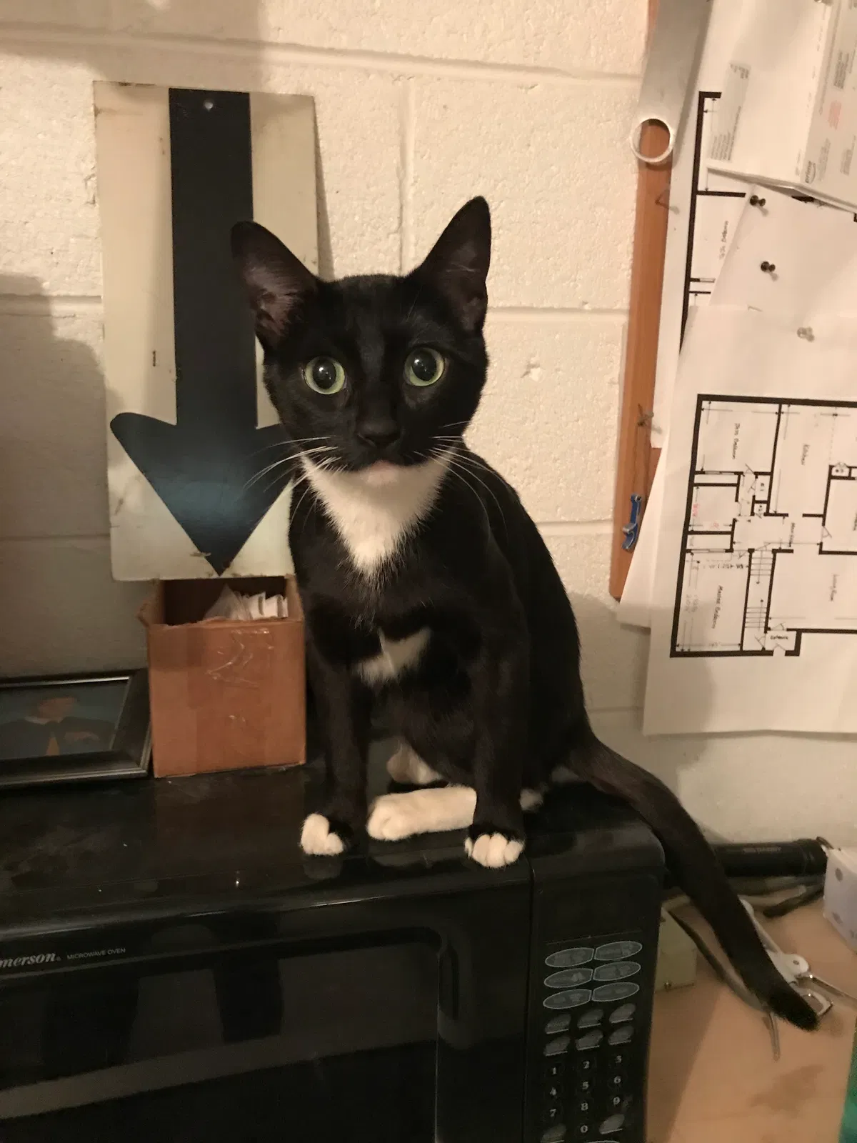 Found cat in Fairview, NJ, 7022