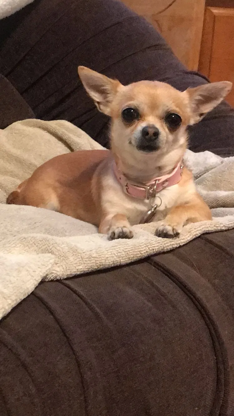 Lost dog in Rancho Cucamonga, CA, 91730