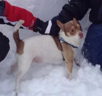 Lost dog in Cleveland, OH, 44109