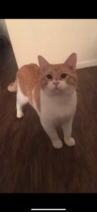 Lost cat in San Antonio, TX, 78230