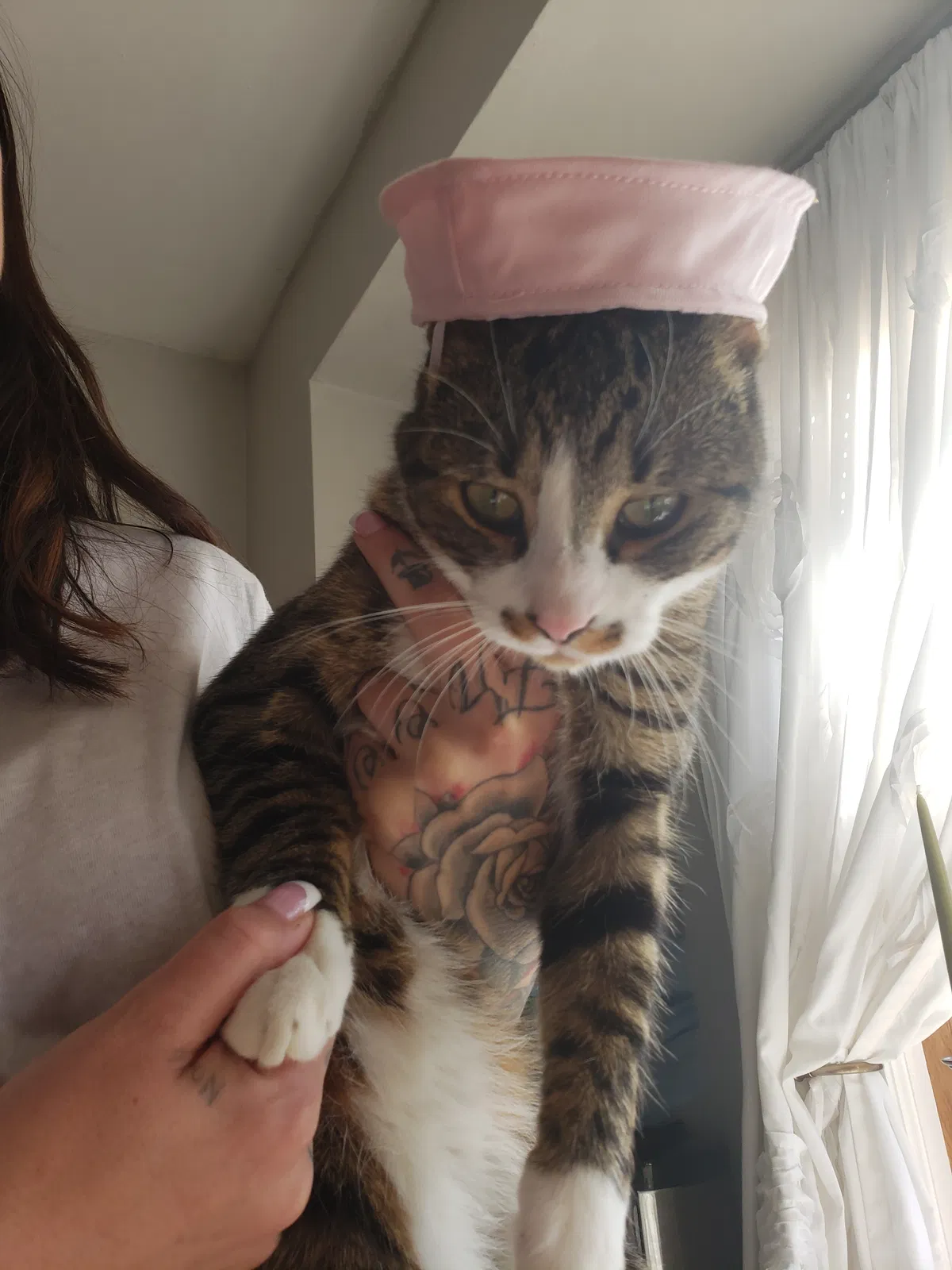 Lost cat in Roseland, NJ, 7068