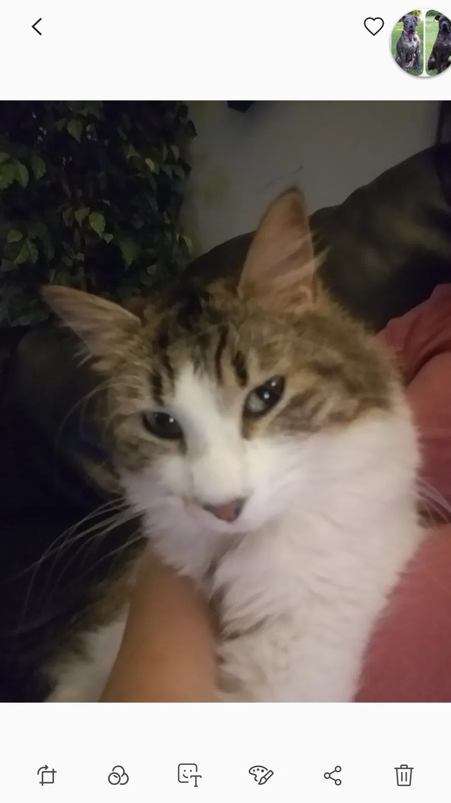 Lost cat in Midland, MI, 48642