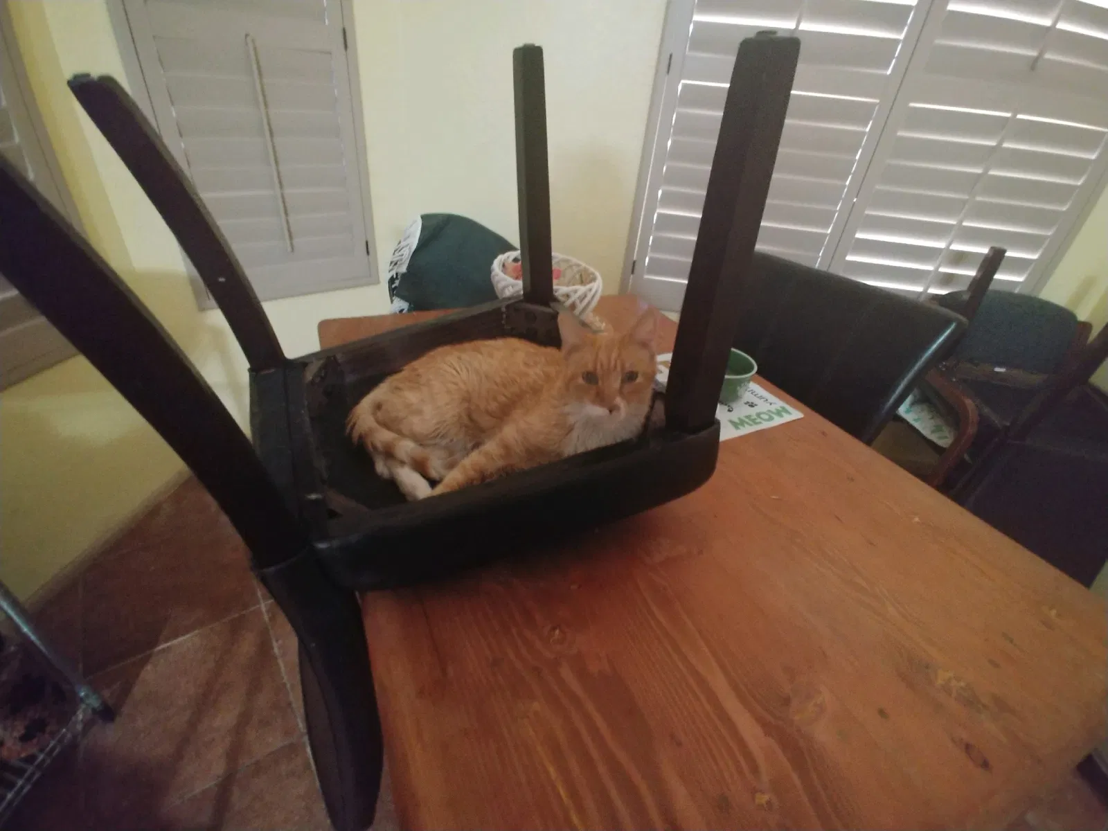 Lost cat in Scottsdale, AZ, 85257