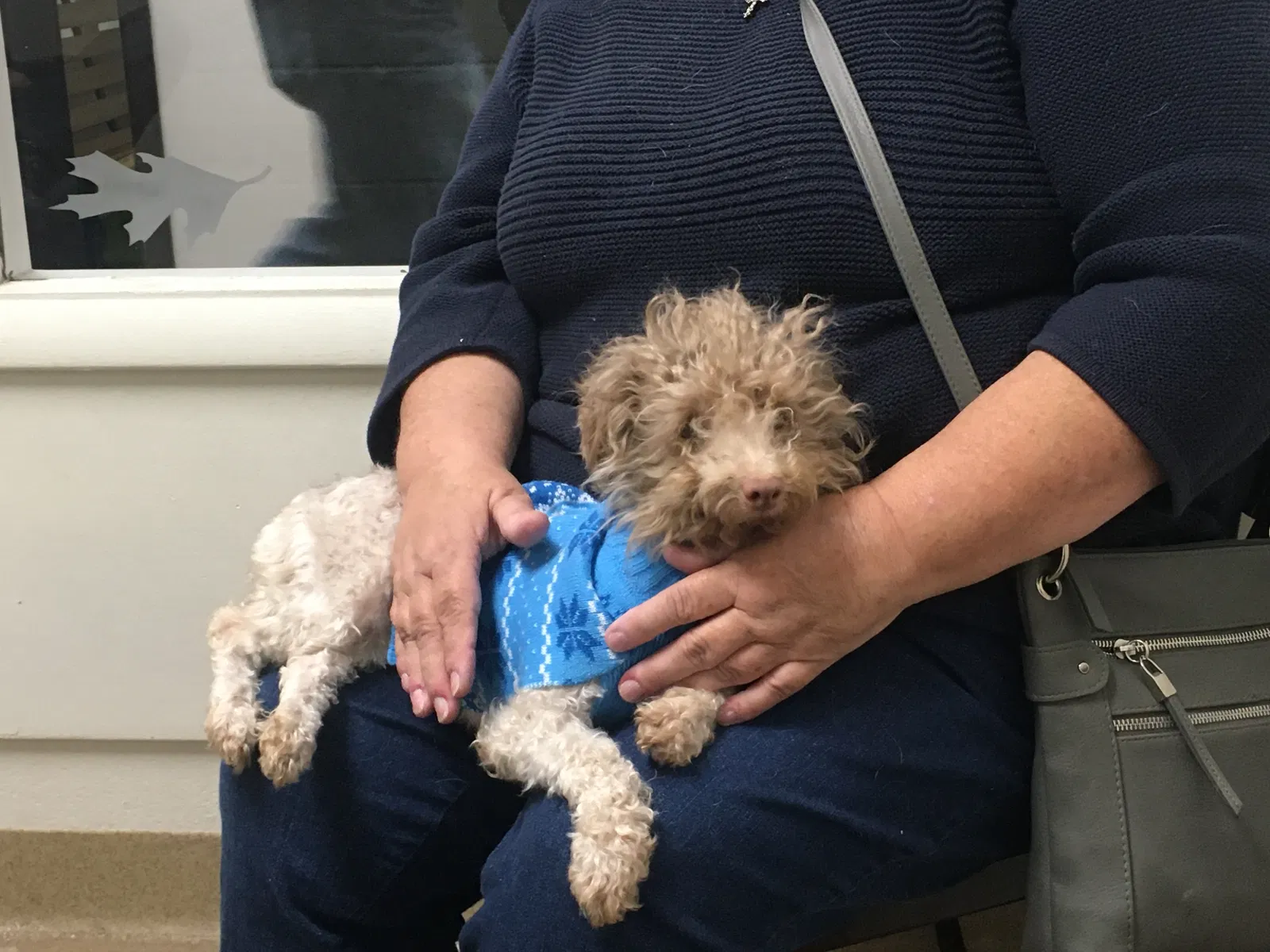 Lost dog in Springboro, OH, 45066