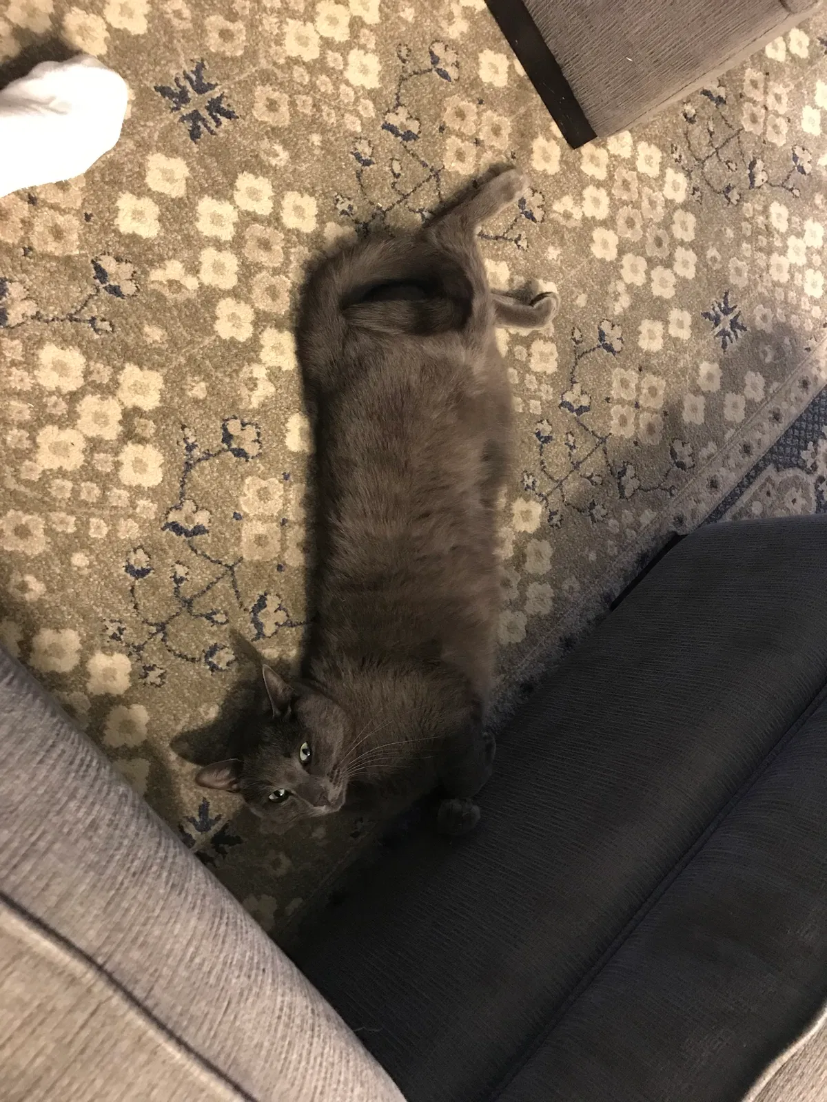 Lost cat in Lewisville, TX, 75077