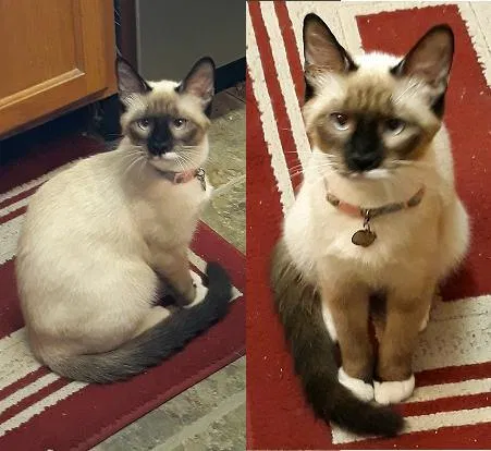 Lost cat in Mckinney, TX, 75071