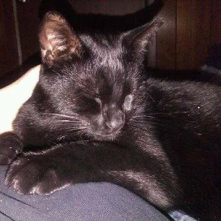 Lost cat in Conway, PA, 15027
