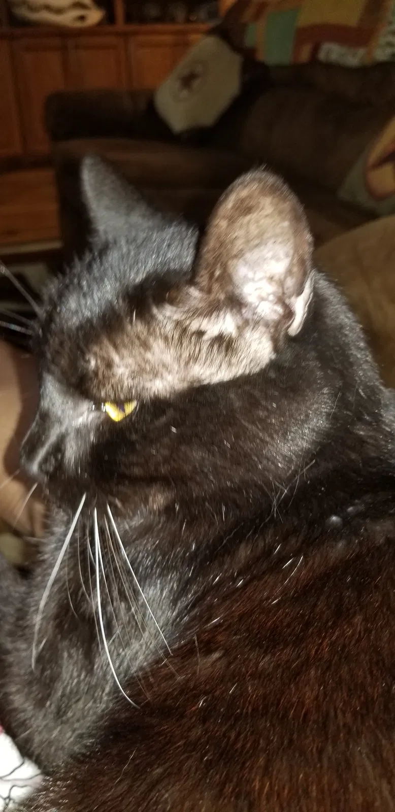 Lost cat in New Braunfels, TX, 78132