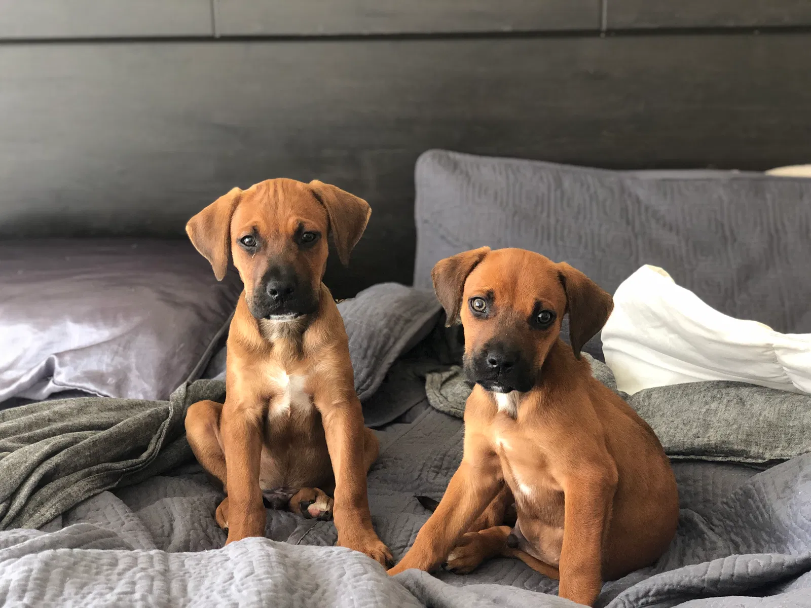 Lost dog in Norfolk, VA, 23505