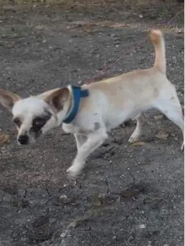 Lost dog in San Antonio, TX, 78244