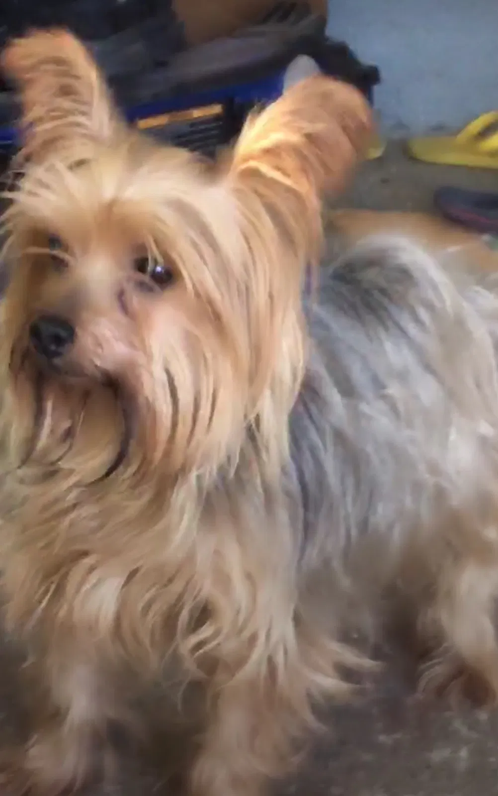 Lost dog in Sacramento, CA, 95838