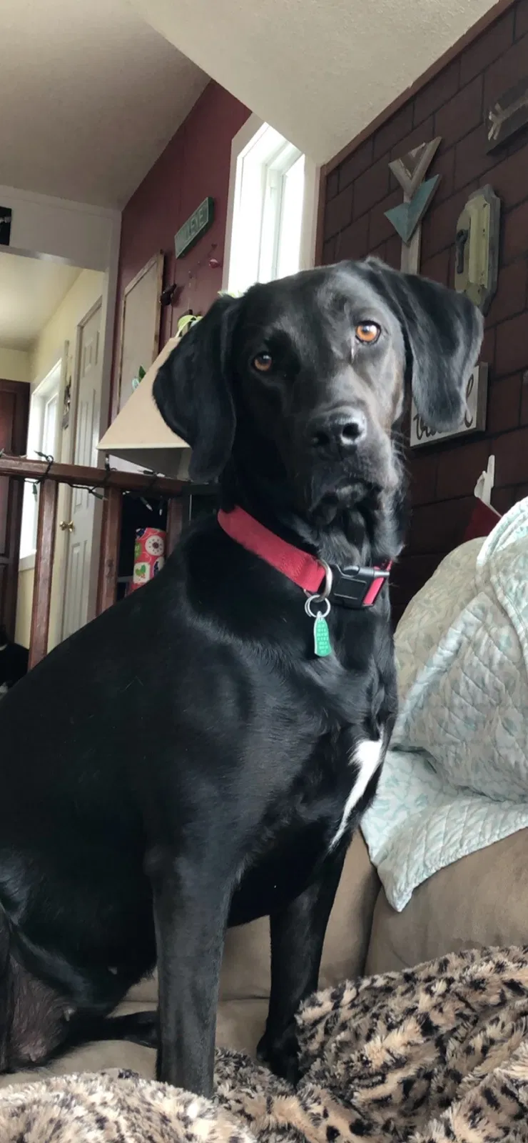 Lost dog in Baudette, MN, 56623