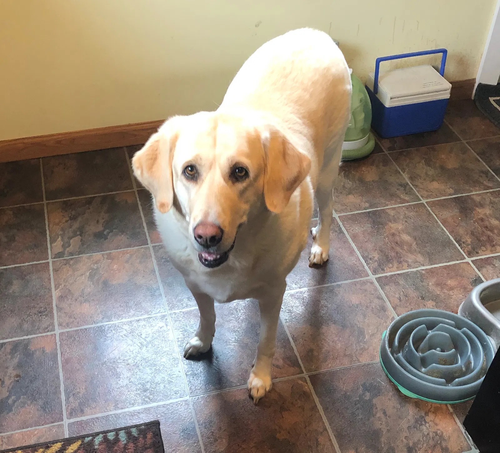 Lost dog in Baudette, MN, 56623