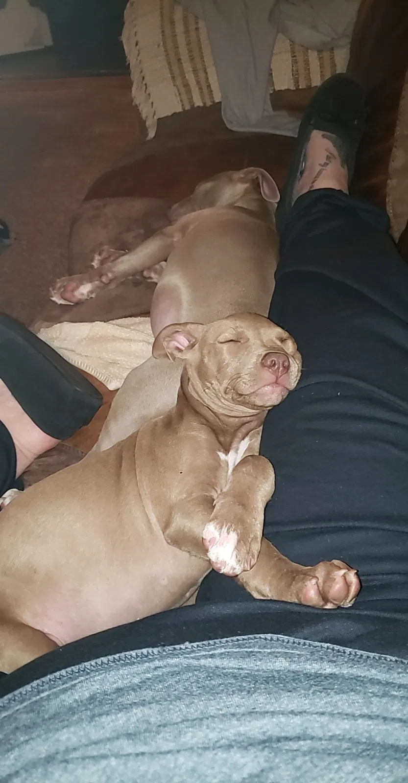 Lost dog in Blanchard, OK, 73010