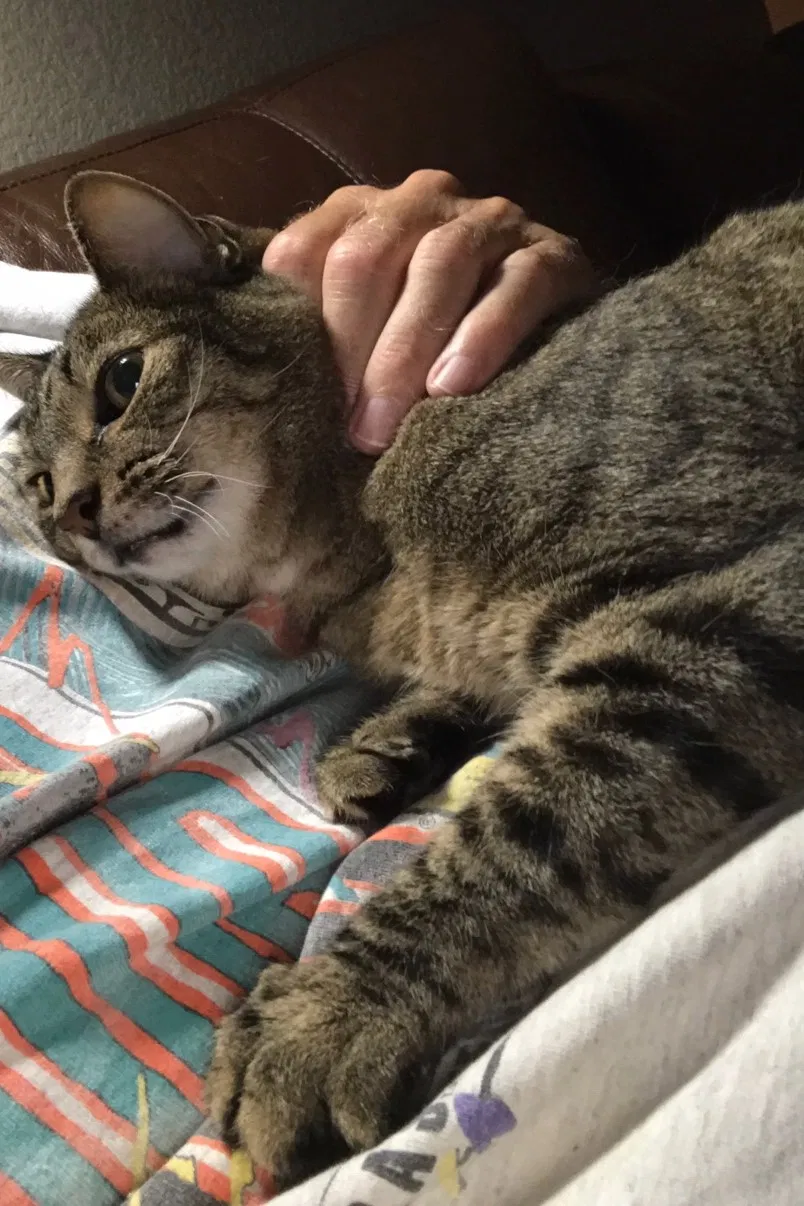 Lost cat in New Braunfels, TX, 78132