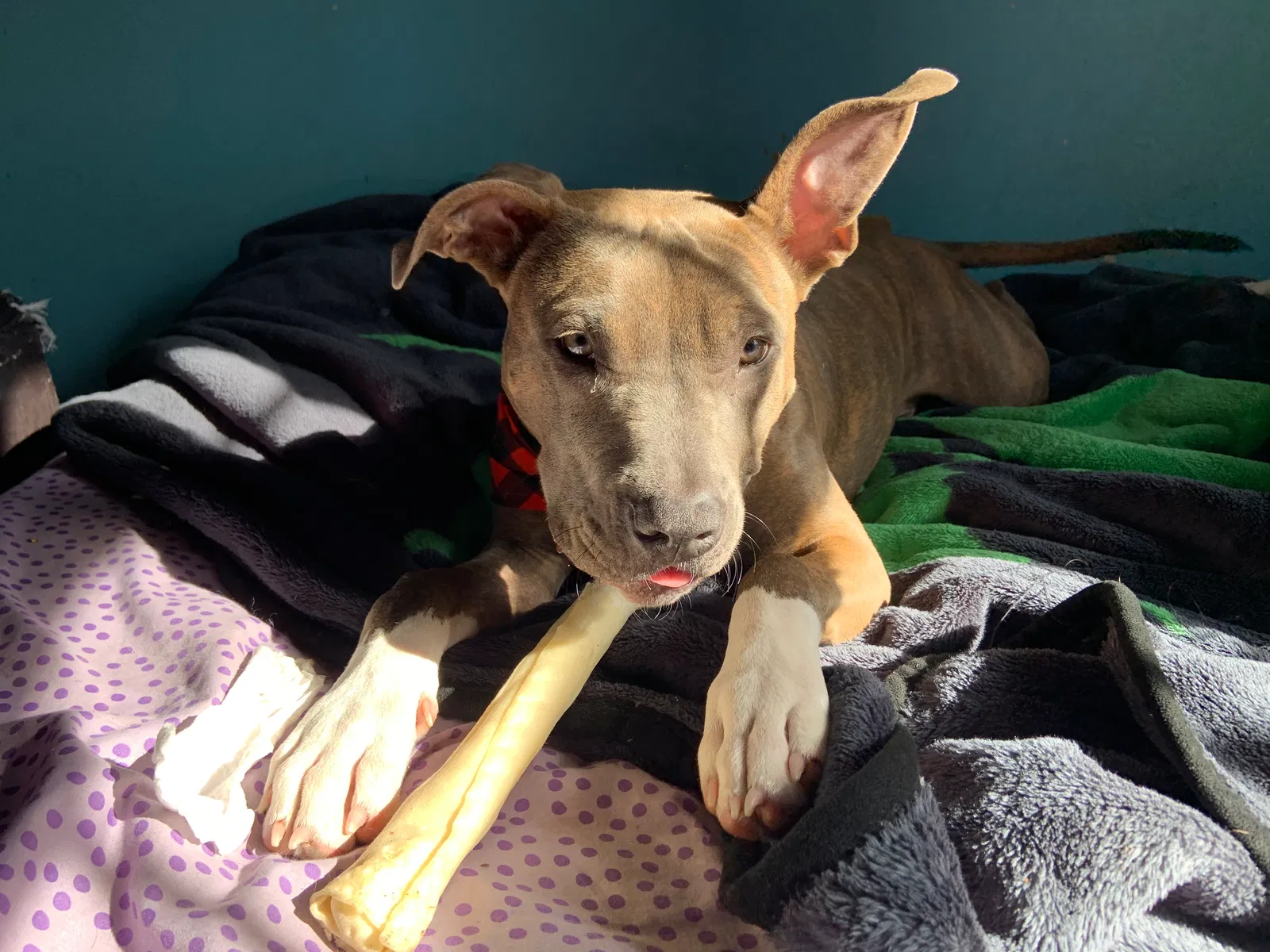 Lost dog in Richmond, VA, 23237