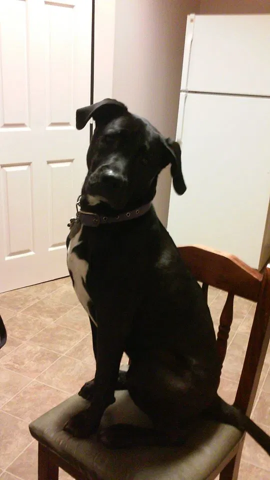Lost dog in Cincinnati, OH, 45219