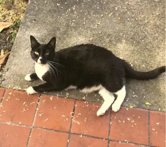 Lost cat in Miami, FL, 33145