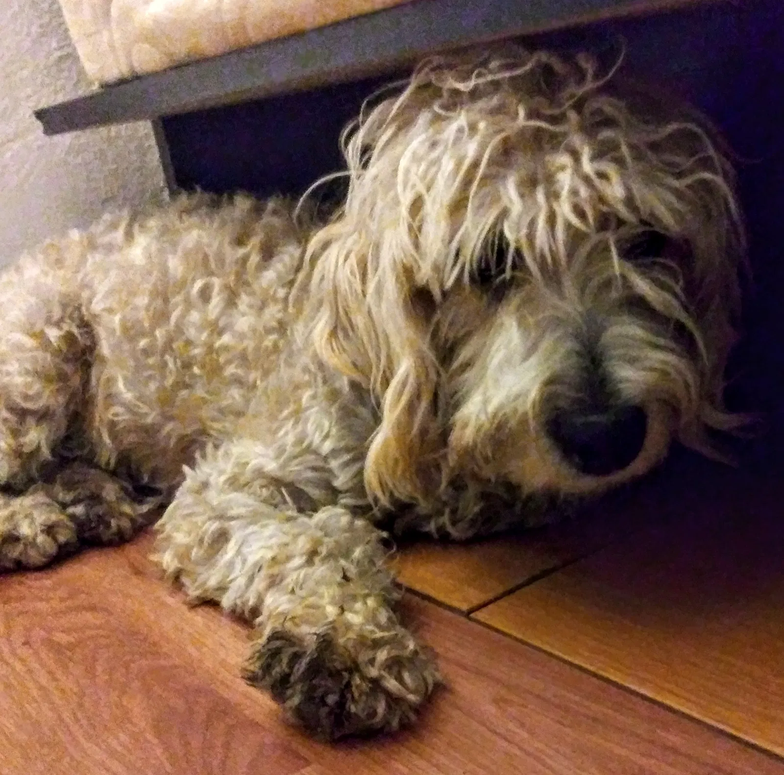 Found dog in Riverside, CA, 92509