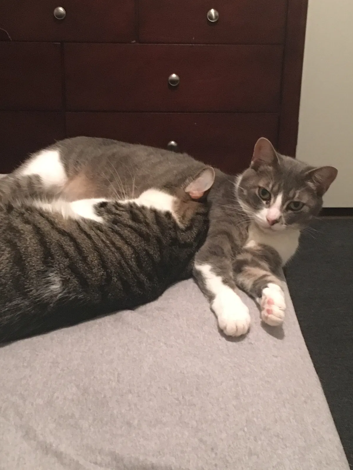 Lost cat in Porter, TX, 77365