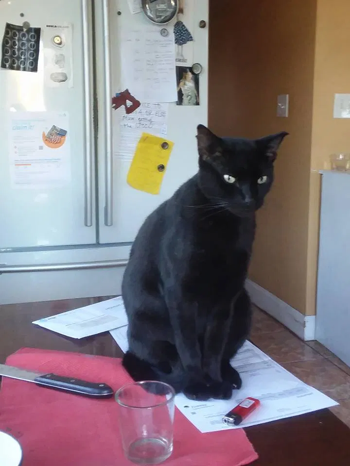 Lost cat in New Orleans, LA, 70117
