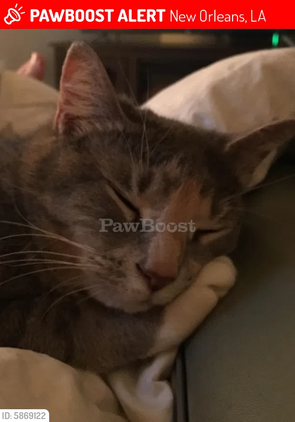 Lost cat in New Orleans, LA, 70114