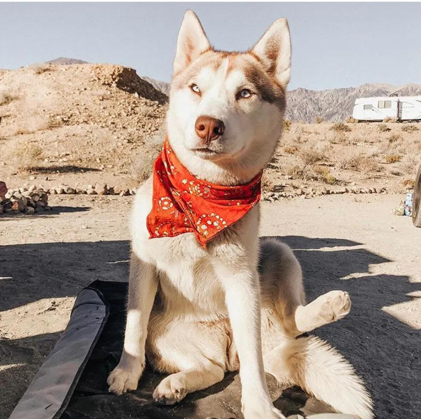 Lost dog in Santa Cruz, CA, 95060